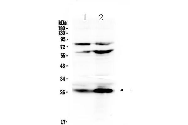 anti-Complement Factor D (CFD) (AA 26-263) antibody