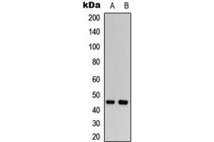 Image no. 3 for anti-WW Domain Containing Oxidoreductase (WWOX) (N-Term) antibody (ABIN2972619)
