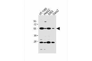 Image no. 4 for anti-Solute Carrier Family 10 (Sodium/bile Acid Cotransporter Family), Member 1 (SLC10A1) (AA 316-343) antibody (ABIN651897)