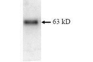 Image no. 1 for Histocompatibility 13 (H13) protein (ABIN2468723)