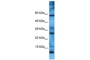 anti-Mitochondrial Ribosomal Protein L52 (MRPL52) (N-Term) antibody