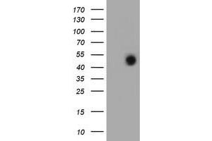 Image no. 2 for anti-Forkhead Box I1 (FOXI1) (AA 111-350) antibody (ABIN1490841)