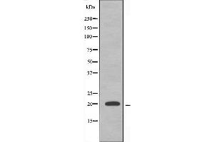 Image no. 1 for anti-Mitochondrial Ribosomal Protein L51 (MRPL51) (C-Term) antibody (ABIN6258523)