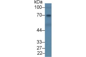 Image no. 2 for anti-CD109 (CD109) (AA 890-1131) antibody (ABIN1858287)