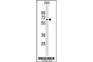 Image no. 1 for anti-Ring Finger Protein 168 (RNF168) (AA 468-496), (C-Term) antibody (ABIN1537372)