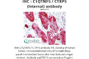 Image no. 1 for anti-C1q and Tumor Necrosis Factor Related Protein 5 (C1QTNF5) (Internal Region) antibody (ABIN1732485)