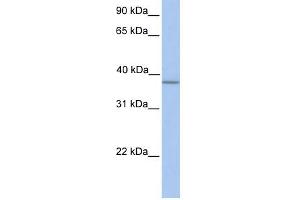 Image no. 1 for anti-alpha-1,4-N-Acetylglucosaminyltransferase (A4GNT) (N-Term) antibody (ABIN635981)