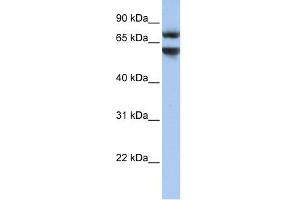 Image no. 1 for anti-Junctophilin 3 (JPH3) (N-Term) antibody (ABIN2783795)