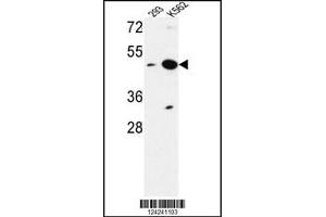 Image no. 1 for anti-Nucleoporin Like 2 (NUPL2) antibody (ABIN2447358)