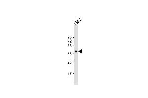 ARPC1B Antikörper  (AA 159-188)