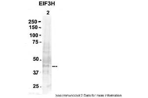 Image no. 2 for anti-Eukaryotic Translation Initiation Factor 3 Subunit H (EIF3H) (N-Term) antibody (ABIN2784203)