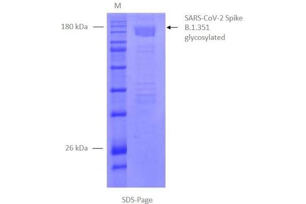 SARS-CoV-2 Spike Protein (B.1.351 - beta) (rho-1D4 tag)