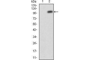 Image no. 3 for anti-Janus Kinase 2 (JAK2) (AA 745-955) antibody (ABIN5542629)