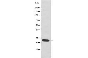 Image no. 2 for anti-Mitochondrial Ribosomal Protein L40 (MRPL40) (C-Term) antibody (ABIN6258519)