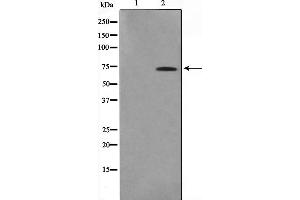 anti-Eukaryotic Translation Initiation Factor 3, Subunit L (EIF3L) (N-Term) antibody