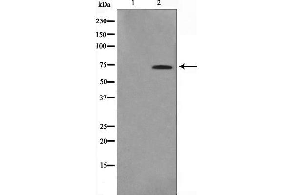 anti-Eukaryotic Translation Initiation Factor 3, Subunit L (EIF3L) (N-Term) antibody