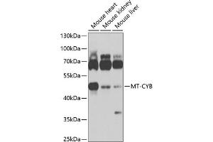 Cytochrome b antibody  (AA 1-100)