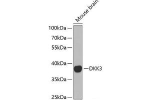 DKK3 Antikörper