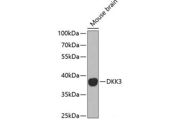 DKK3 Antikörper