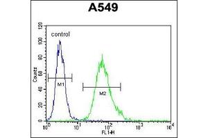 Image no. 1 for anti-Sciellin (SCEL) (AA 247-277), (Middle Region) antibody (ABIN954687)