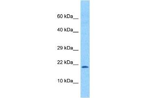 Image no. 6 for anti-Transcription Factor 21 (TCF21) (N-Term) antibody (ABIN2777930)