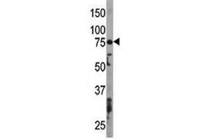 Image no. 5 for anti-ATG7 Autophagy Related 7 (ATG7) (AA 494-523) antibody (ABIN3028482)