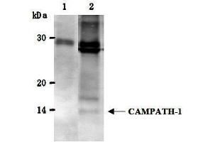 Image no. 2 for anti-CD52 (CD52) antibody (ABIN1449230)