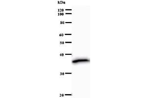 Image no. 2 for anti-Homeobox C9 (HOXC9) antibody (ABIN932447)
