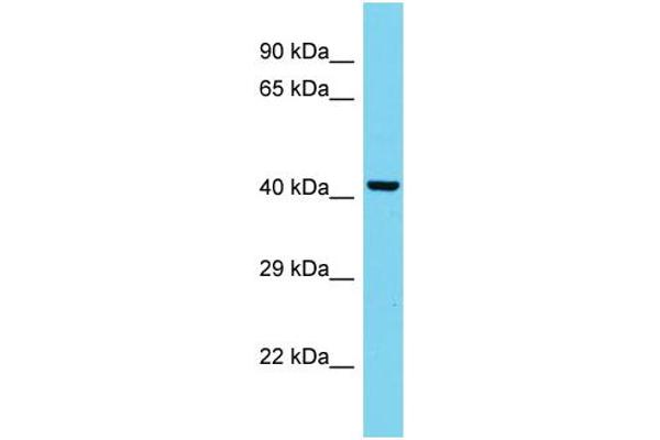 anti-Mitochondrial Amidoxime Reducing Component 2 (MARC2) (C-Term) antibody