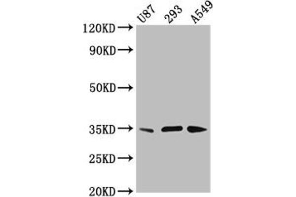VAX1 antibody  (AA 2-106)