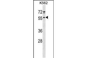 Image no. 1 for anti-NFS1 Nitrogen Fixation 1 Homolog (NFS1) (AA 121-149) antibody (ABIN5534094)