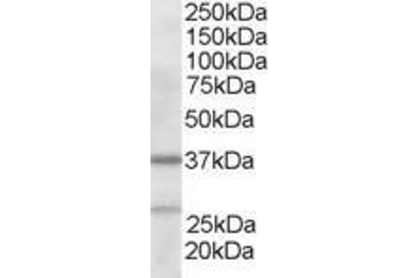 ARPC1B antibody  (N-Term)