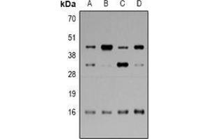 Image no. 1 for anti-Myelin Basic Protein (MBP) (full length) antibody (ABIN6043672)