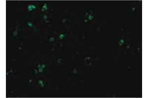 Image no. 2 for anti-Interleukin 27 Receptor, alpha (IL27RA) (C-Term) antibody (ABIN6655154)