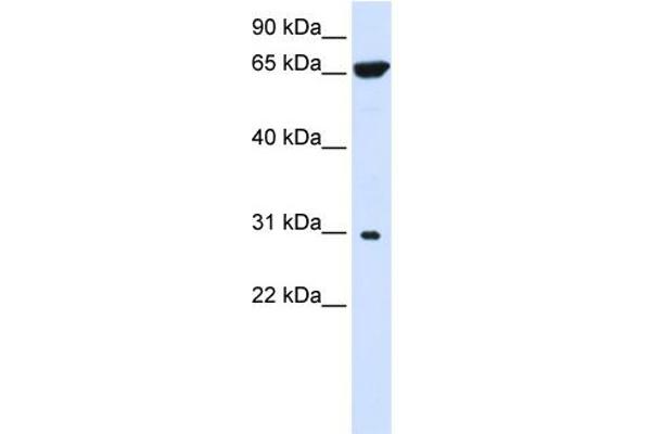 PTPLAD2 抗体  (Middle Region)