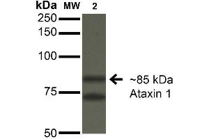 Image no. 2 for anti-Ataxin 1 (ATXN1) (AA 164-197) antibody (HRP) (ABIN1741210)