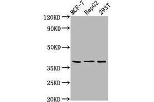 Western Blot Positive WB detected in: MCF-7 whole cell lysate, HepG2 whole cell lysate, 293T whole cell lysate All lanes: POU5F1B antibody at 6.