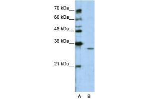 Image no. 2 for anti-Guanine Nucleotide Binding Protein (G Protein), beta Polypeptide 1-Like (GNB1L) (C-Term) antibody (ABIN2776748)