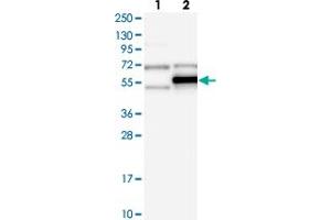 Image no. 2 for anti-tRNA Methyltransferase 5 (TRMT5) antibody (ABIN5590183)