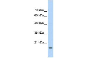 Image no. 1 for anti-Autocrine Motility Factor Receptor (AMFR) (C-Term) antibody (ABIN629722)