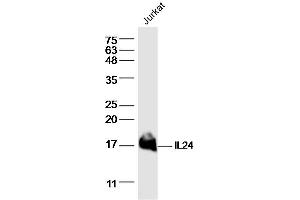 Image no. 1 for anti-Interleukin 24 (IL24) (AA 121-206) antibody (ABIN5675042)