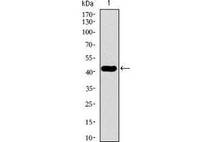 Image no. 3 for anti-Tubulin, beta 2A (TUBB2A) (AA 25-187) antibody (ABIN1724832)