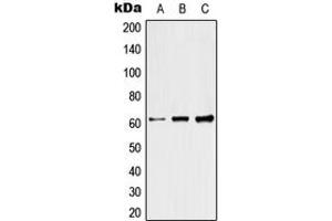 Image no. 1 for anti-Raftlin, Lipid Raft Linker 1 (RFTN1) (C-Term) antibody (ABIN2705169)