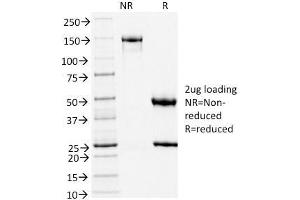 Image no. 4 for anti-Transducin-Like Enhancer of Split 1 (E(sp1) Homolog, Drosophila) (TLE1) (AA 175-338) antibody (ABIN6940747)