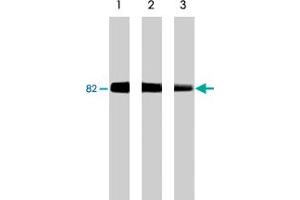 Image no. 1 for anti-Protein Kinase C, gamma (PRKCG) antibody (ABIN533142)