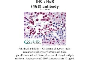 Image no. 2 for anti-ELAV (Embryonic Lethal, Abnormal Vision, Drosophila)-Like 1 (Hu Antigen R) (ELAVL1) (AA 1-101) antibody (ABIN1723464)