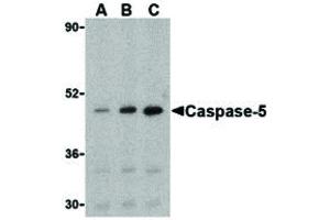 Image no. 1 for anti-Caspase 5, Apoptosis-Related Cysteine Peptidase (CASP5) antibody (ABIN6655473)
