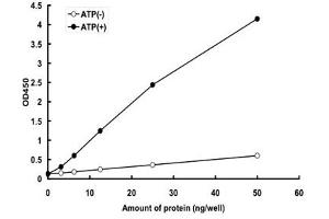 LKB1 Protein (AA 1-433) (GST tag)