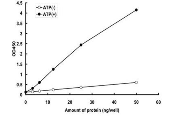 LKB1 Protein (AA 1-433) (GST tag)