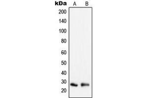 Image no. 3 for anti-Peroxiredoxin 3 (PRDX3) (Center) antibody (ABIN2706794)